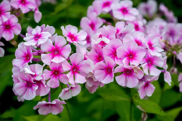 Pembe Phlox çiçeği - çiçek açan otçul bitkilerin cinsi — Stok fotoğraf