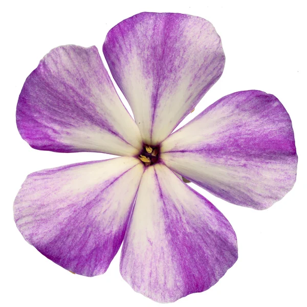 Studio Shot of Violet Colored Phlox Aislado sobre fondo blanco. Gran profundidad de campo (DOF). Macro . —  Fotos de Stock