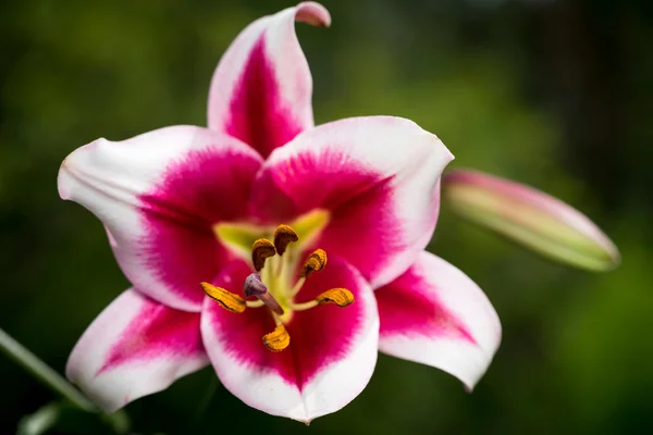 Mooie roze en witte bloemen van Lily — Stockfoto