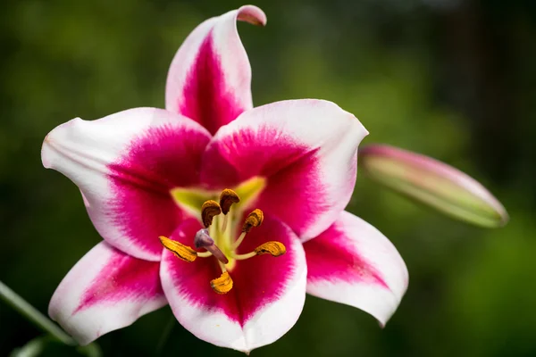 Schöne rosa und weiße Lilienblüten — Stockfoto