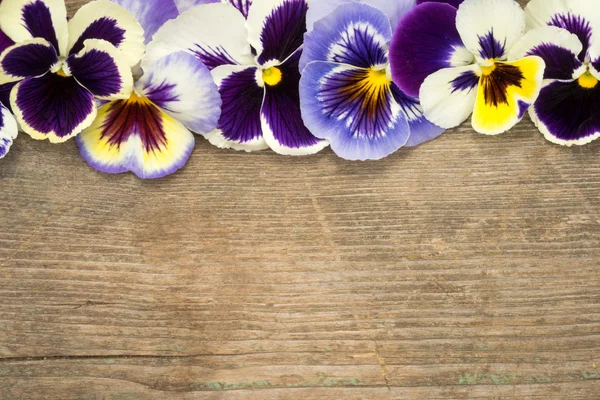 Pansy border of viola tricolor flowers on a wooden background — Stock Photo, Image