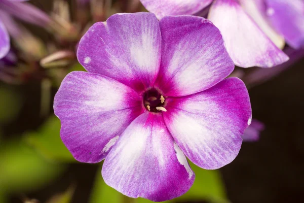 Blühender Phlox paniculata blüht im Garten — Stockfoto