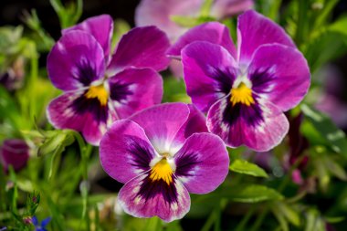 Botanik bahçe bitki doğa resim: yeşil bitkiler üzerine arka plan bulanık arasında üç parlak mor hercai menekşe (viyola tricolor, Viola cornuta) closeup Grup.