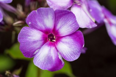 Blooming Phlox paniculata flowers in the garden clipart