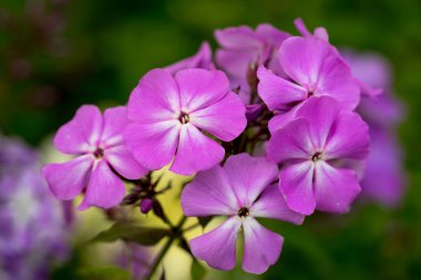 Phlox paniculata (Bahçe phlox) çiçek