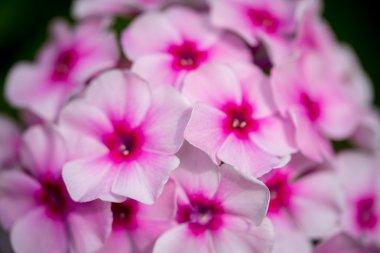 bahçede çiçek açan phlox paniculata çiçek