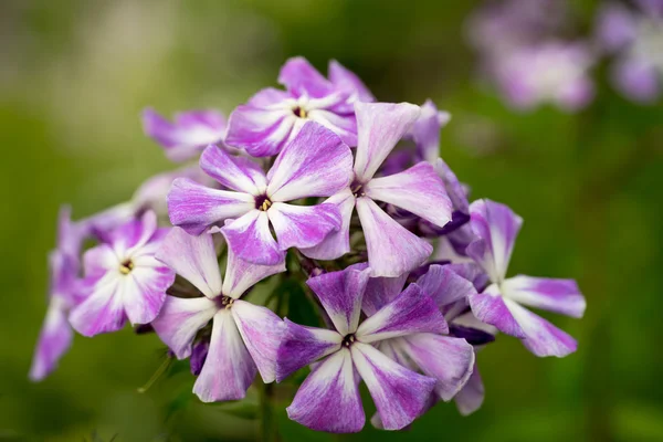 Floração Phlox paniculata flores no jardim — Fotografia de Stock