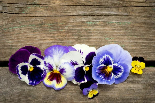 Trä bakgrund med pansy blommor — Stockfoto