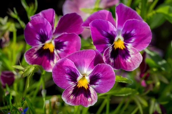 Botanické zahradnictví obrázek systému přírody: Skupina tří closeup světle fialové maceška (viola tricolor, Viola cornuta) mezi zelenými rostlinami rozostřeného pozadí. — Stock fotografie