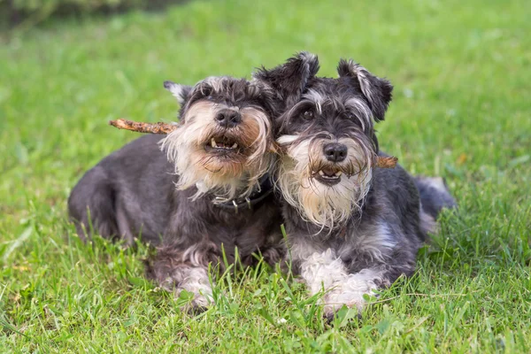 Dos perros schnauzer miniatura negro y plata jugando un palo juntos en el fondo de hierba natural — Foto de Stock