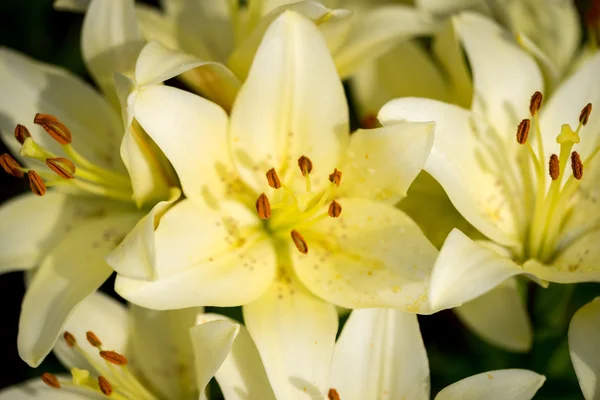 Closeup of beautiful bouquet of yellow lilies — Stock Photo, Image
