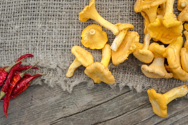 Cantharellus cibarius, более известный как chanterelle, golden chanterelle или girolle, является грибком. Грибы на деревянном и мешковатом фоне — стоковое фото