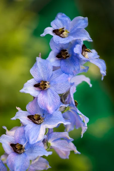 Delphinium niebieskie kwiaty w przyrodzie — Zdjęcie stockowe