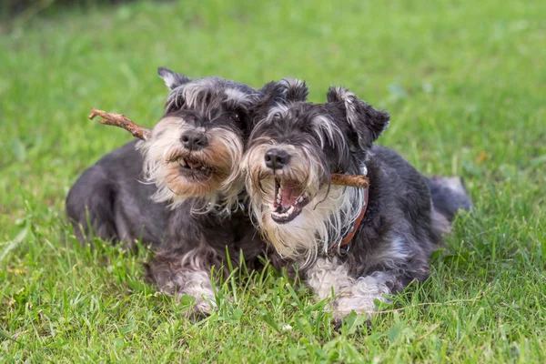 Dos perros schnauzer miniatura negro y plata jugando un palo juntos en el fondo de hierba natural — Foto de Stock