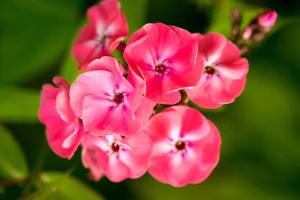 Phlox paniculata (Bahçe phlox) çiçek — Stok fotoğraf