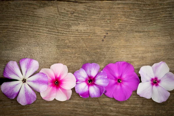Phlox flowers board on a wooden background — Stockfoto