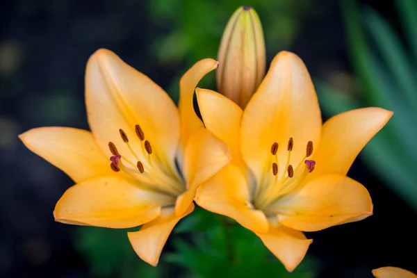 Duas flores de lírio do dia amarelas - hemerocallis — Fotografia de Stock
