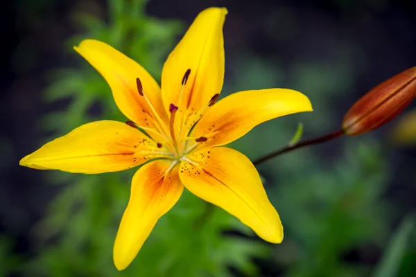 Flores de lírio amarelo no jardim — Fotografia de Stock