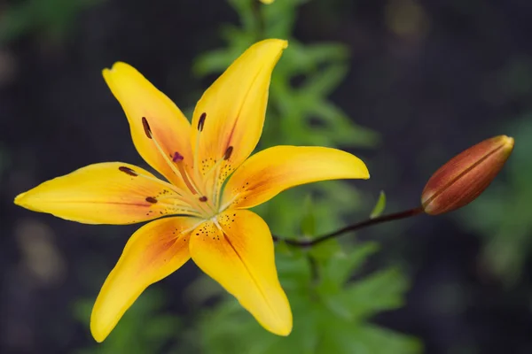 Žluté lilie květiny v zahradě — Stock fotografie