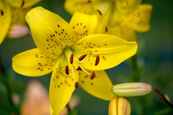 Flores de lírio amarelo no jardim — Fotografia de Stock