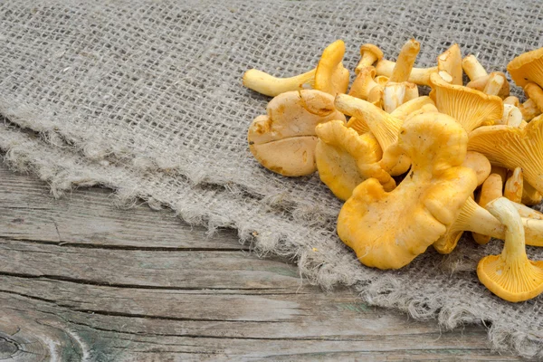 Cogumelos chantarelle dourados em uma mesa de madeira — Fotografia de Stock