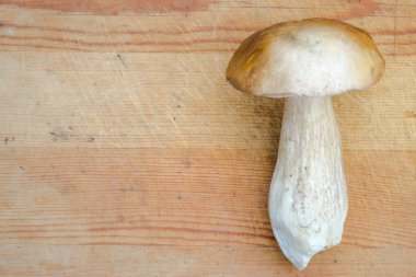 Boletus mantar ahşap arka plan üzerinde. Sonbahar Cep mantar