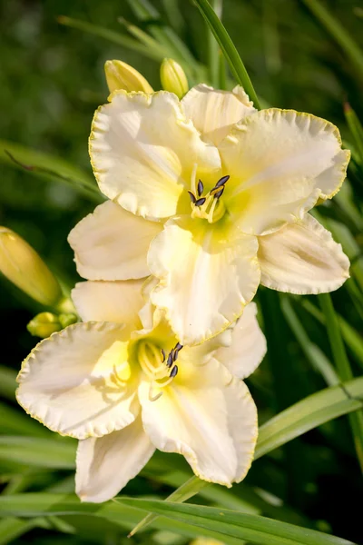 Kvetoucí hemerocallis se značným množstvím otevřených oček zdobí zahradu. — Stock fotografie