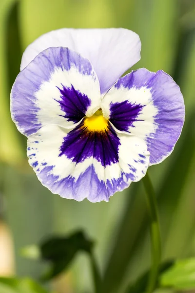 Driekleurig viooltje, bekend als viooltje, hart van gemak, heart's delight — Stockfoto