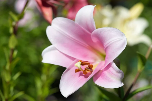 Pink lily flower garden — Stock Photo, Image