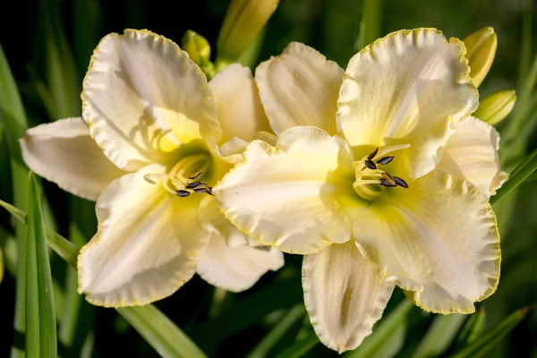Kvetoucí hemerocallis se značným množstvím otevřených oček zdobí zahradu. — Stock fotografie