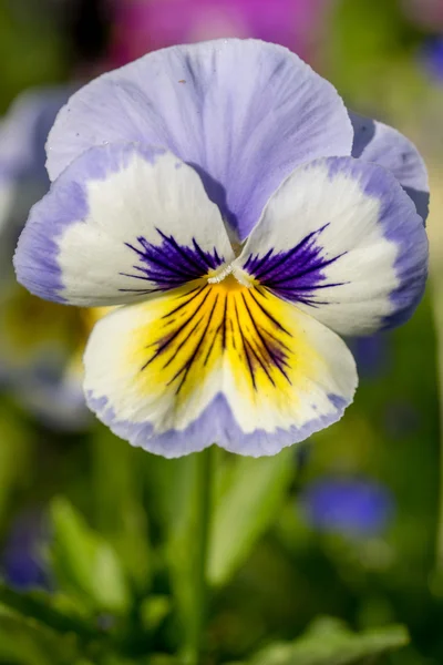 Viola tricolor, conhecido como heartsease, facilidade do coração, prazer do coração — Fotografia de Stock