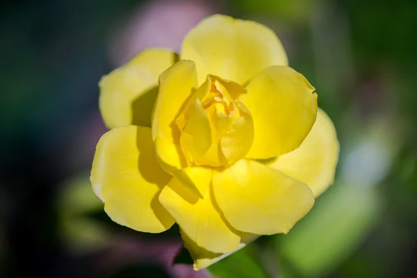 Une rose jaune dans un jardin — Photo