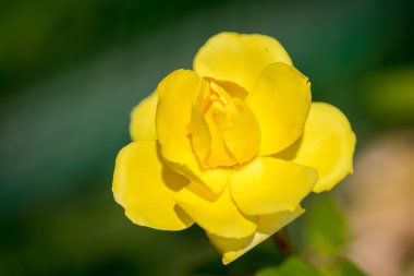 bir bahçede bir sarı gül