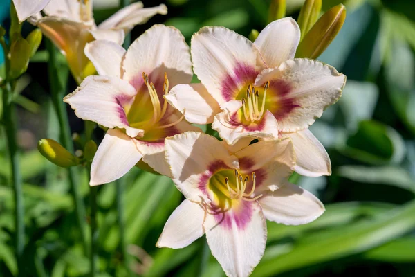 Όμορφο λουλούδι κρίνο ημέρας (hemerocallis) — Φωτογραφία Αρχείου