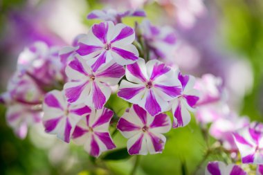 Nadir renk motley beyaz pembe phlox paniculata (Bahçe phlox) çiçekler içinde şeritler.
