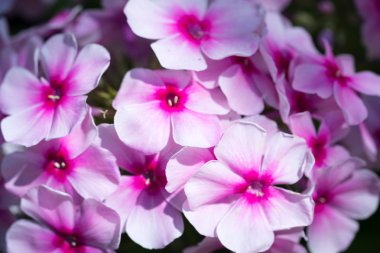 Phlox paniculata (Bahçe phlox) çiçek