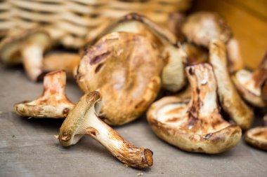 Coral milky cap mushrooms on the wooden table and blurred basket on the backstage