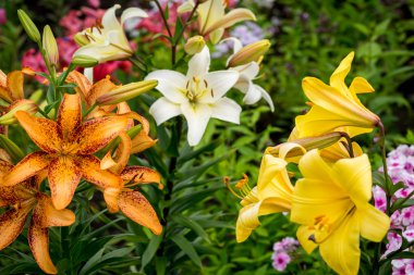 Sopa ile oynayan iki siyah ve gümüş minyatür schnauzer köpek