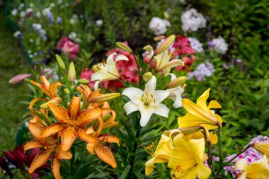 Sopa ile oynayan iki siyah ve gümüş minyatür schnauzer köpek