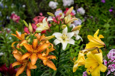 Güzel büyük portakal yangın Lily tomurcukları ve Leafs closeup açık havada