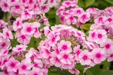 Pembe Phlox çiçeği - çiçek açan bitkilerin cinsi güzel bokeh, seçici odaklı