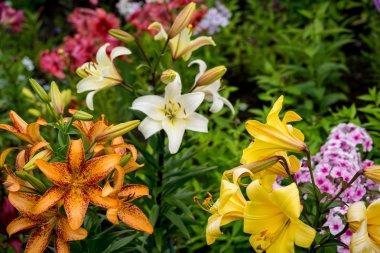 Güzel büyük portakal yangın Lily tomurcukları ve Leafs closeup açık havada