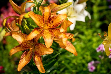 Güzel büyük portakal yangın Lily tomurcukları ve Leafs closeup açık havada