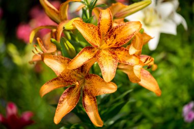 Güzel büyük portakal yangın Lily tomurcukları ve Leafs closeup açık havada