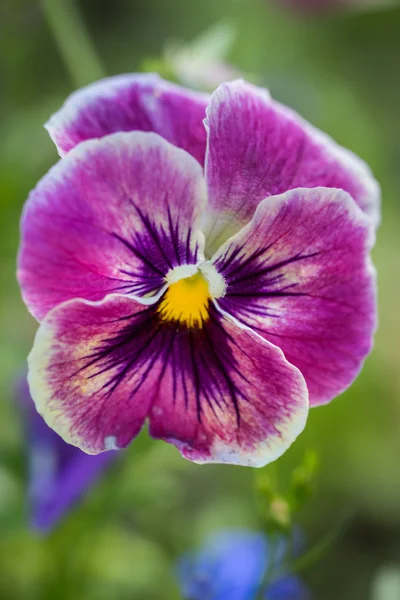 Driekleurig viooltje, bekend als viooltje, hart van gemak, heart's delight — Stockfoto