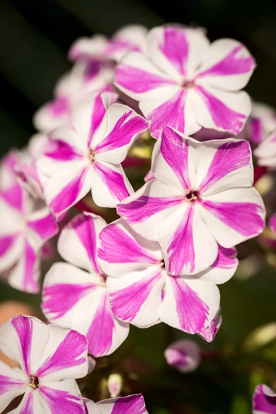 Nadir renk motley beyaz pembe phlox paniculata (Bahçe phlox) çiçekler içinde şeritler. — Stok fotoğraf