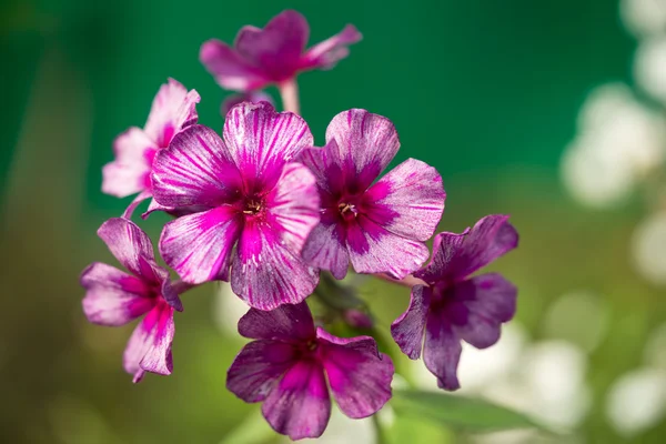 Lila och rosa sällsynta färgade phlox blomma - släkte örtartade växter med vackra bokeh, selektiv inriktning — Stockfoto