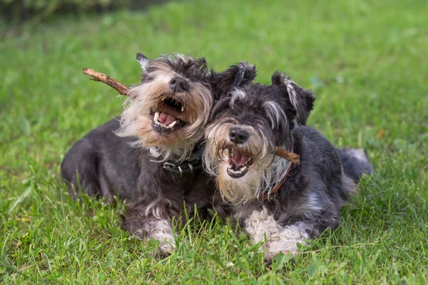 Zwei schwarze und silberne Zwergschnauzerhunde, die mit dem Stock spielen — Stockfoto