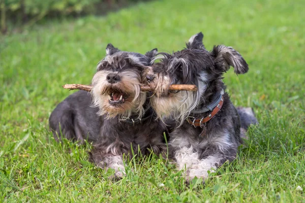 Dos perros schnauzer miniatura negros y plateados jugando con el palo — Foto de Stock