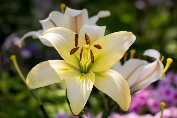 Yellow lily flowers in the garden, Lilium — Stok fotoğraf